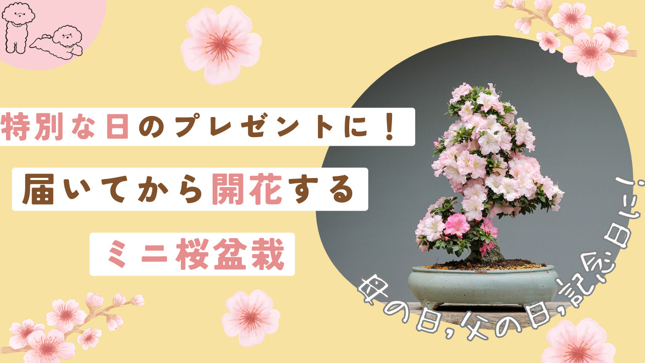 桜盆栽について